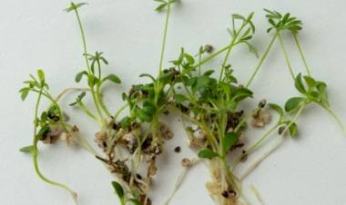 HONGO Y PLANTAS PARA ELIMINAR METALES PESADOS