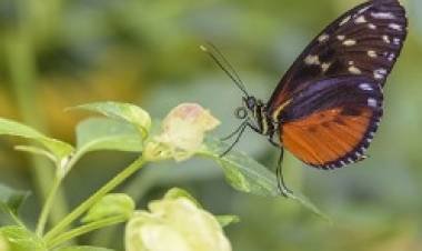 GENOMAS DE MAMÍFEROS OFRECEN NUEVOS CONOCIMIENTOS SOBRE LA EVOLUCIÓN HUMANA