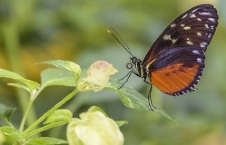 GENOMAS DE MAMÍFEROS OFRECEN NUEVOS CONOCIMIENTOS SOBRE LA EVOLUCIÓN HUMANA