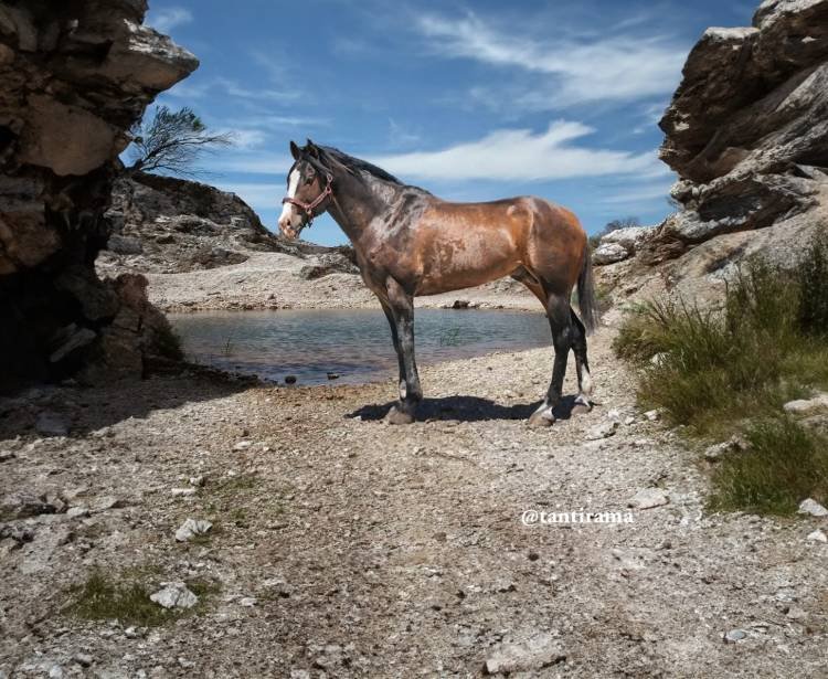 PAISAJE CON CABALLO